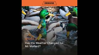 Ep. 15 – Has the Weather Changed for Mr. Mallard? Thoughts on Climate Change in the Age of Mallar...