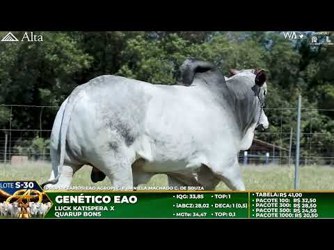 LOTE S30   GENÉTICO   EAO C 2261