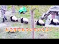 「抵抗できない💦」飼養員さんのパンダに対する魅力✨ | iPanda パンダ楽園 #shorts