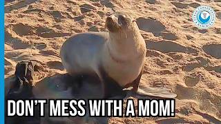 Entangled Seal Mom Puts Up a Fight to Survive