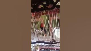 Sepah raja asli Sulawesi barat, gacor bocor.