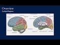 Cortex Anatomy and Alzheimer&#39;s Disease