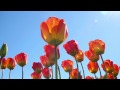 【 M &amp; K 】 明日への道 ~きっと何かあるはず~ ( オリジナル曲 )