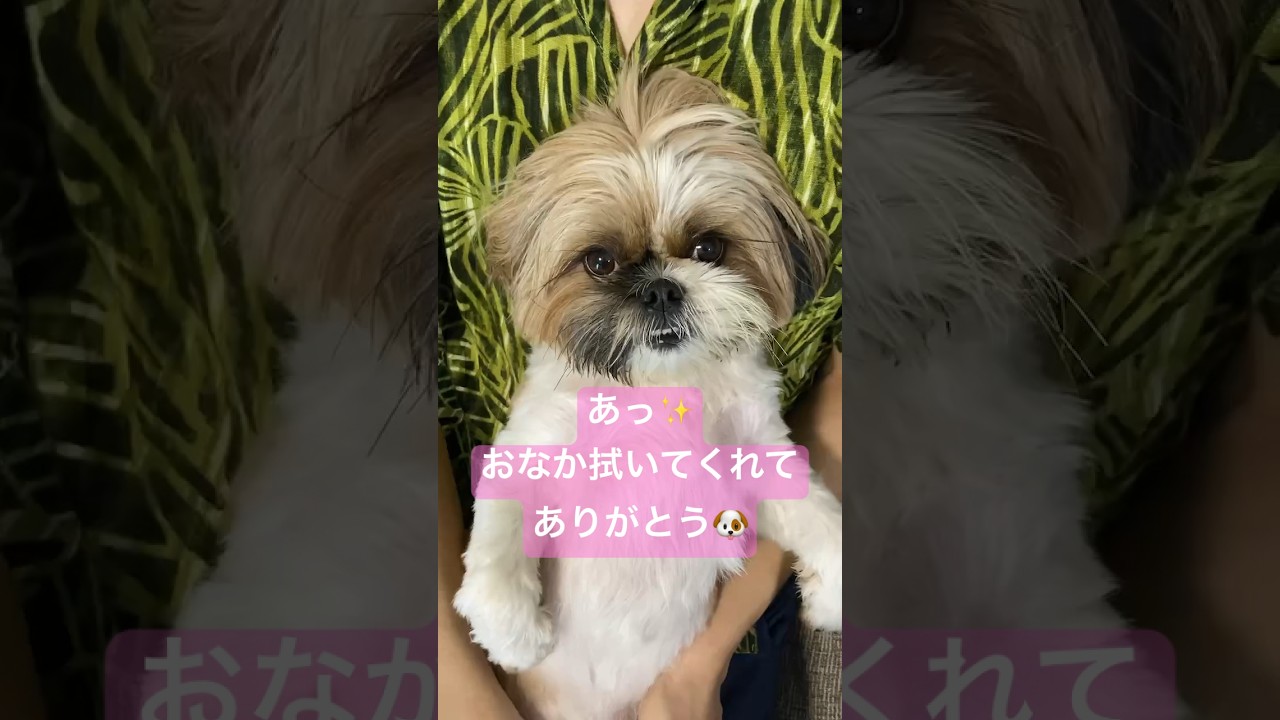 おなか拭いてもらったよ#シーズー #犬のいる生活 #可愛い #癒し - YouTube
