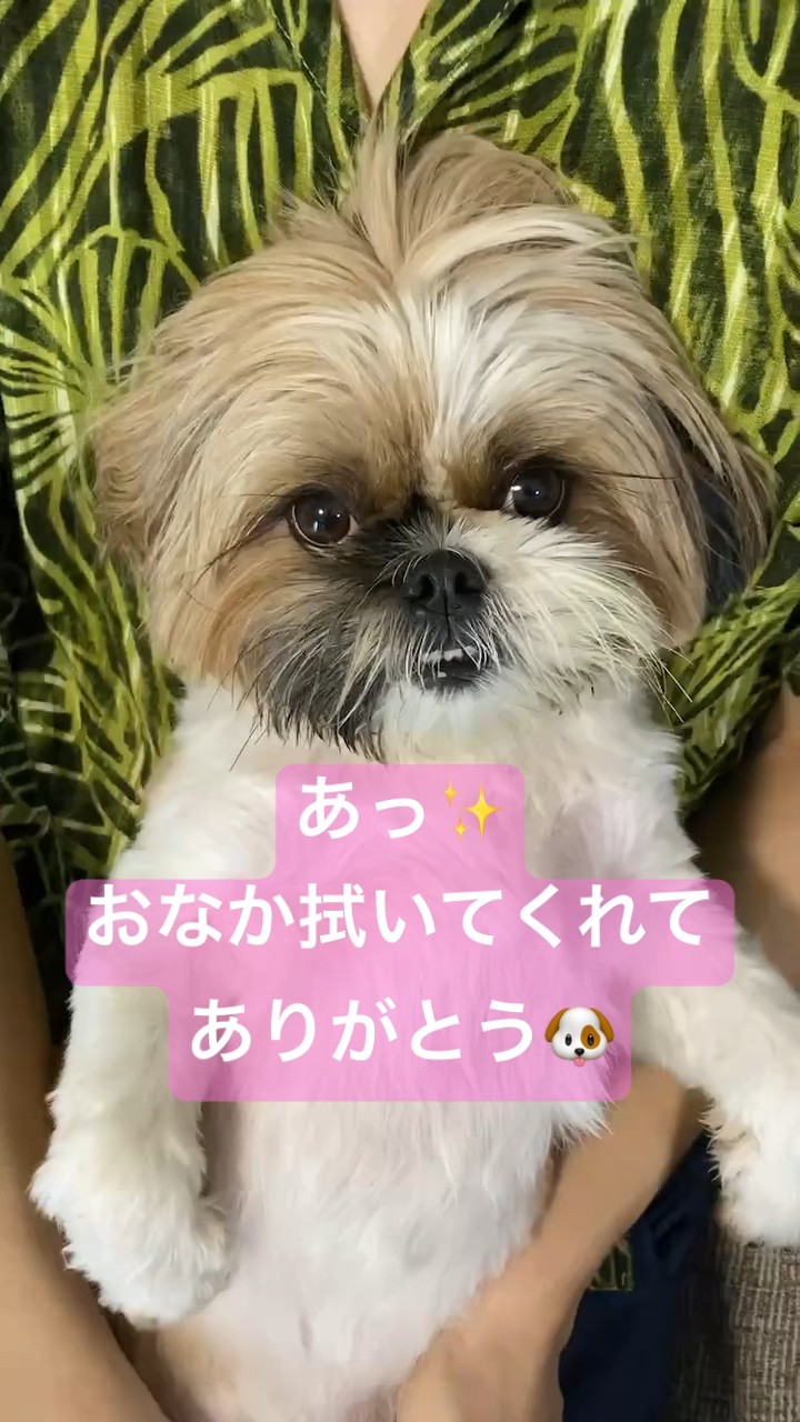 おなか拭いてもらったよ#シーズー #犬のいる生活 #可愛い #癒し - YouTube