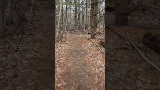 Download Lagu So much for peace and quiet in the woods. MP3