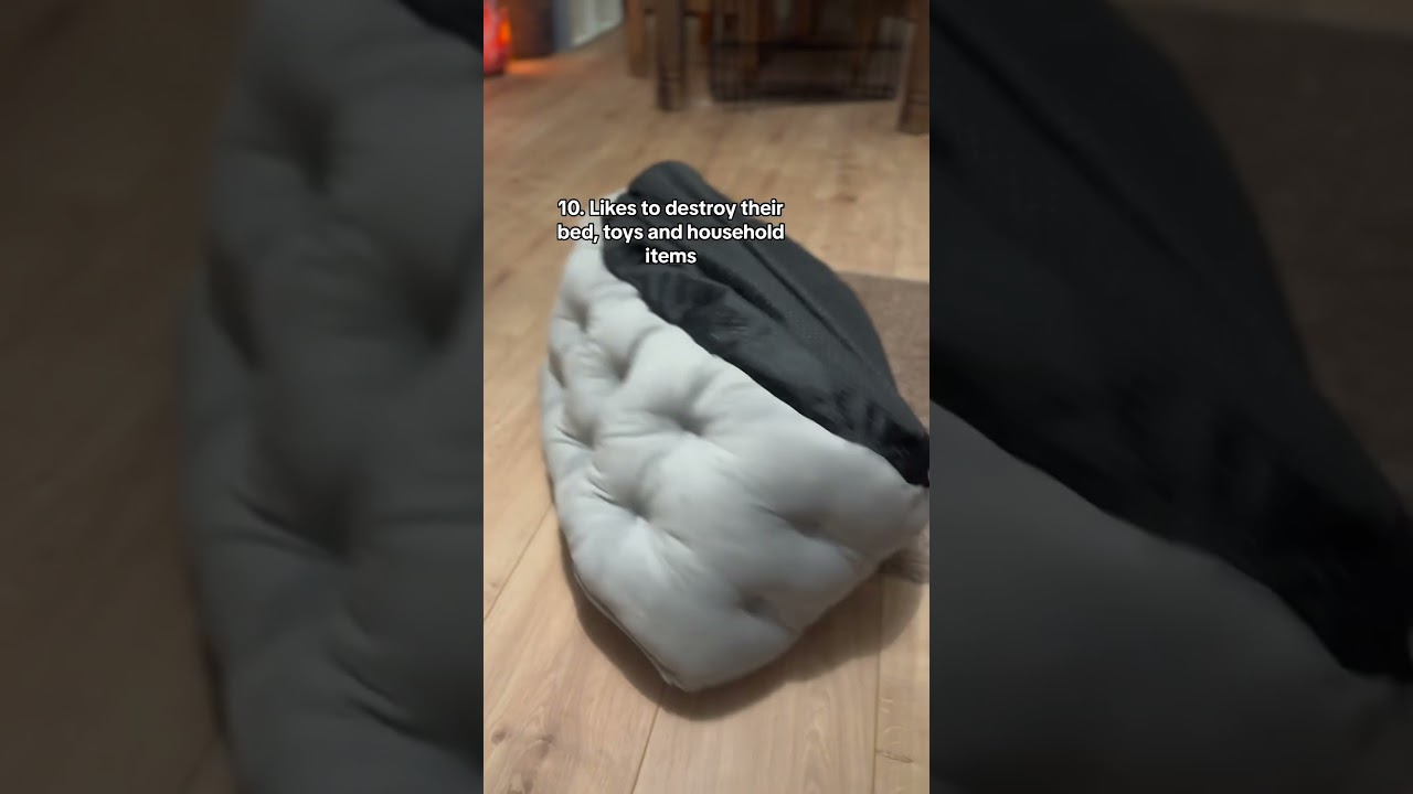 14 traits of the Dachshund ✨