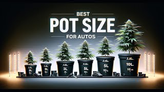 I TESTED EVERY POT SIZE FOR GROWING AUTOFLOWERS | HERE’S WHAT GREW THE BIGGEST