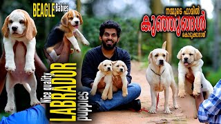 നമ്മുടെ ഫാമിലെ കുഞ്ഞുങ്ങൾ || Vickies Greeny