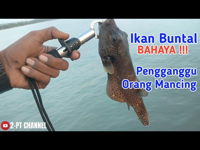 Ikan Buntal BAHAYA Pengganggu Orang Mancing class=