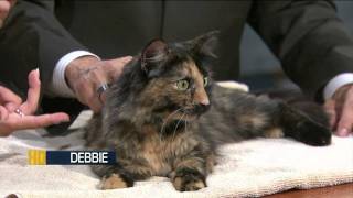 Pet Of The Week Sept. 1, 2011: Debbie (Tortoiseshell Cat)