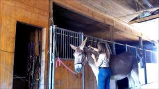 Spring Hills Farms Zoey Saddle Donkey for Sale