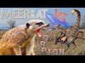 Meerkat Versus Scorpion - Battle To The Death | Digs Up Arachnid &amp; Eats Stinger Pinchers &amp; Body 4K