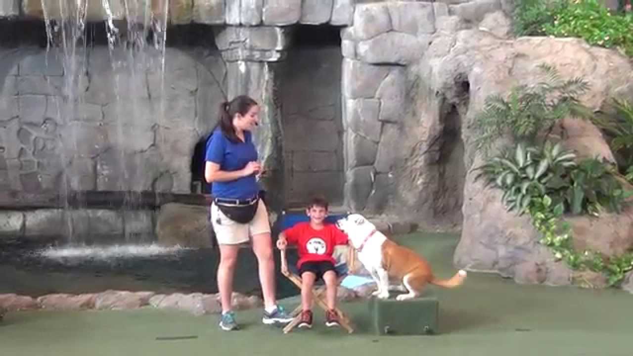 Universal Studios Animal Actors on Locations Full Show - YouTube