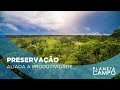 Brasil e França vão arrecadar 1 bi de euros para projetos de bioeconomia na Amazônia | Planeta Campo