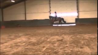 7yo gelding flatwork