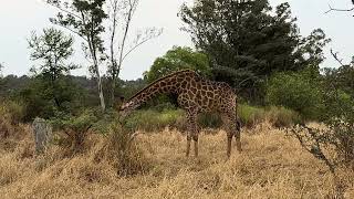TAKING MY OWN ROUTE AGAIN AND SPOT A GIRAFFE GRAZING. Let’s go on a fun MTB bike ride in nature 