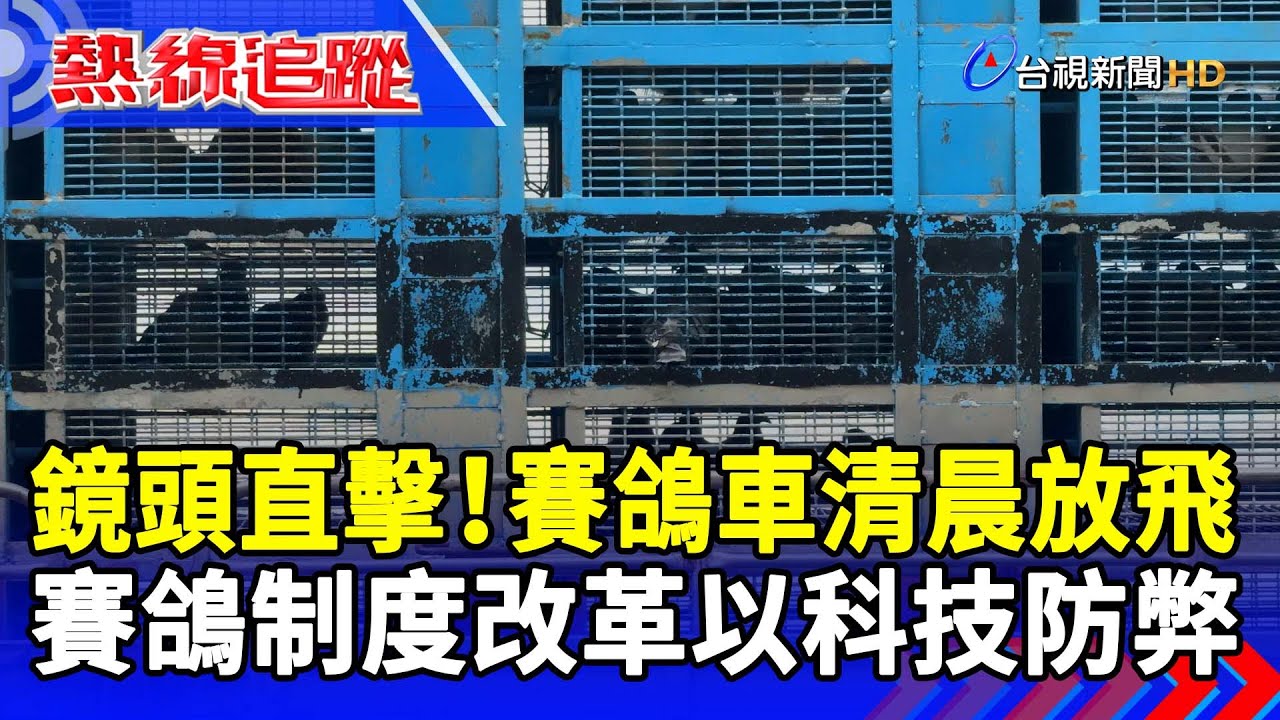 鏡頭直擊！賽鴿車清晨放飛 賽鴿制度改革以科技防弊【熱線追蹤】