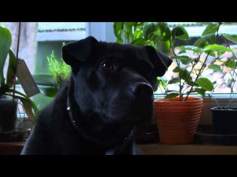 Video: Slavenākais Suns