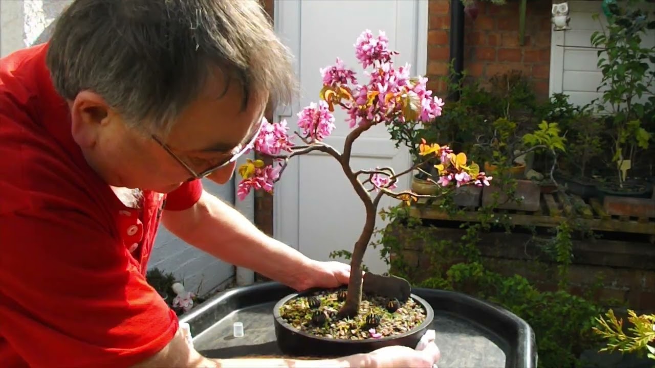 Chinese Redbud Seeds (Cercis Chinensis)  Flowering Judas Tree Bonsai  25,  75, Or 150 Seeds