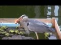 アオサギ、コイを呑む ディレクターズカット版 Gray heron hunts big game