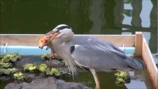 アオサギ、コイを呑む ディレクターズカット版 Gray heron hunts big game