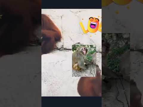 القرد افندي 