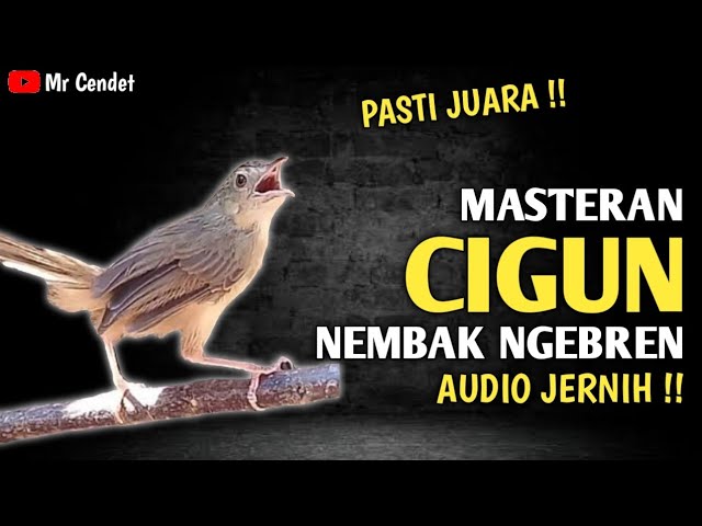 MASTERAN CIGUN NEMBAK NGEBREN || AUDIO JERNIH !! class=