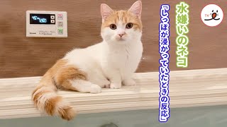 まさか浸かっていたにゃんて…♨️