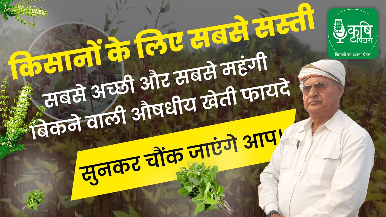 तुलसी की खेती | Basil Farming | There is more profit in the cultivation of MEDICINAL PLANTS