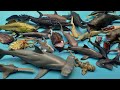 Hewan laut purba ikan hiu hewan laut dalam mosasaurus plesiosaurus ammonit trilobita