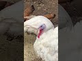 Huge ￼Turkeys Snacking #farming #turkey #alaska #trending #nature #autumn