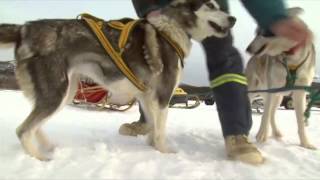 Dog Sledding In The Yukon