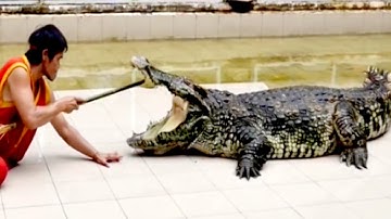 Xiếc Con Cá Sấu và Hải cẩu - Nhạc Thiếu Nhi Remix Hay Nhất Circus about crocodile and seal