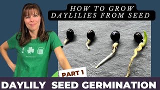 HOW TO GROW DAYLILY PLANTS FROM SEED//  VIDEO SERIES //  PART 1: GERMINATION PROCESS