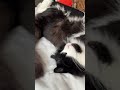 How to tell your cat is completely relaxed #cat #adoreble #funny #cute