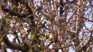 Dren spreman za cvjetanje!