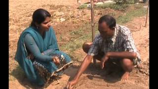 Nursery raising in onion cultivation Odia VARRAT Odisha