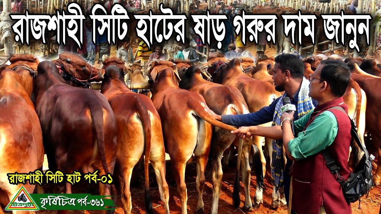 Krishichitra-361,রাজশাহী সিটি হাটের ষাড় গরুর দাম জানুন।গরুর খামার,গরু পালন, চিত্রপুরী কৃষিচিত্র।