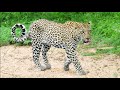 Kruger Park, Season 3 (English subtitles), on lions, &quot;Big five&quot; and other dangerous African animals.