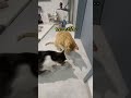 猫一倍食い意地を張る猫がおもしろすぎる