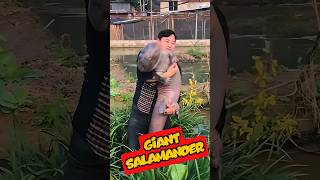 “Salamander: The Animal That Can Regrow Its Body!” #shorts #youtubeshorts #viralshorts #facts