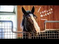 イクイノックス・キタサンブラックなど超豪華な社台SS見学レポート2024