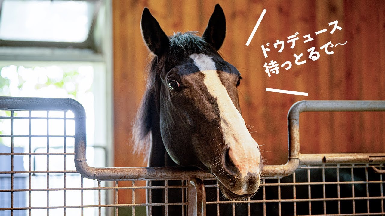 イクイノックス・キタサンブラックなど超豪華な社台SS見学レポート2024