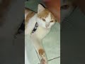 Zeta dengan kerandomannya