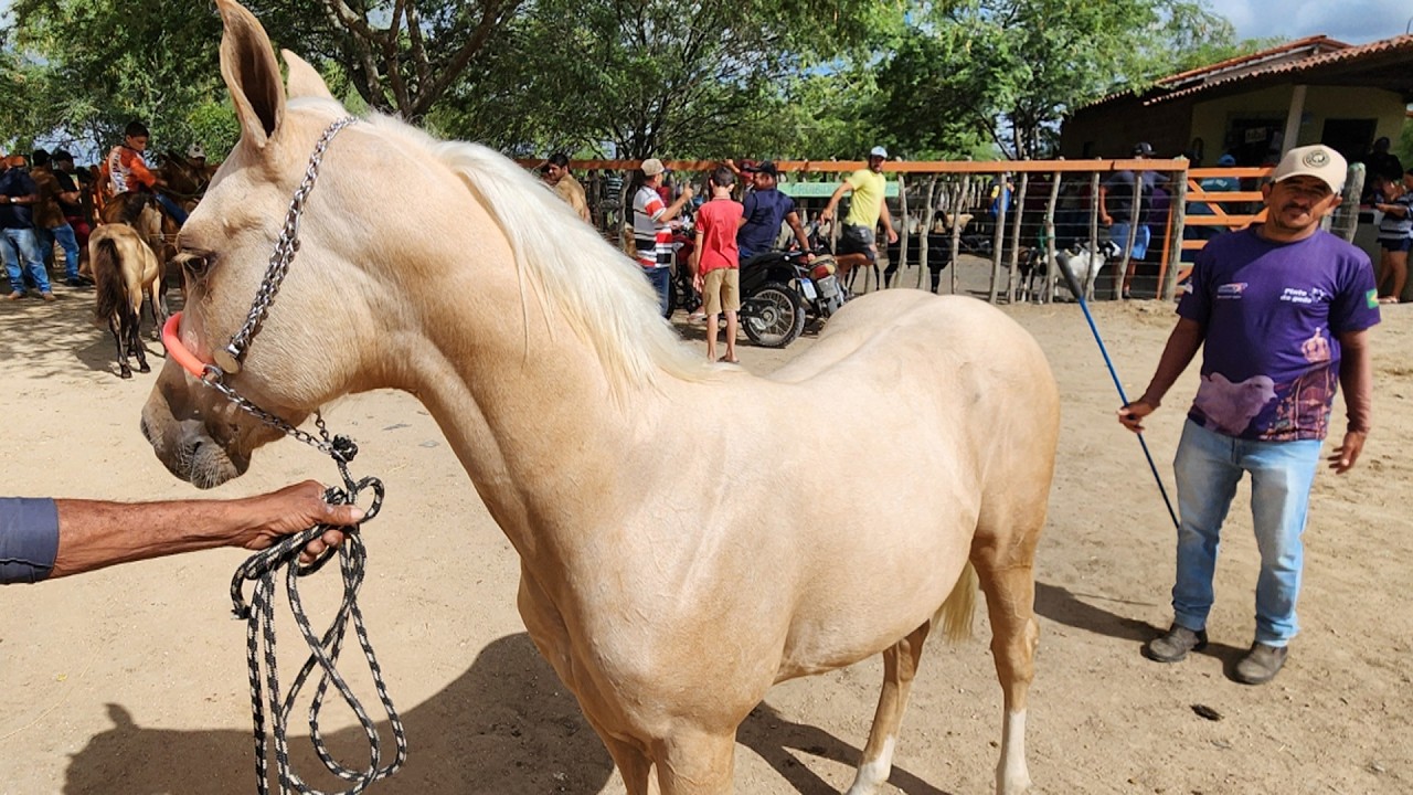 FEIRA DE CAVALOS EM ALTINHO-PE 17-01-12026 