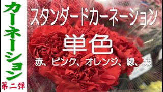 花屋向け【母の日カーネーション第二弾】   「お花屋」 と言うか 「仲卸」です。  花を必要とするすべての方どうぞお越しください。