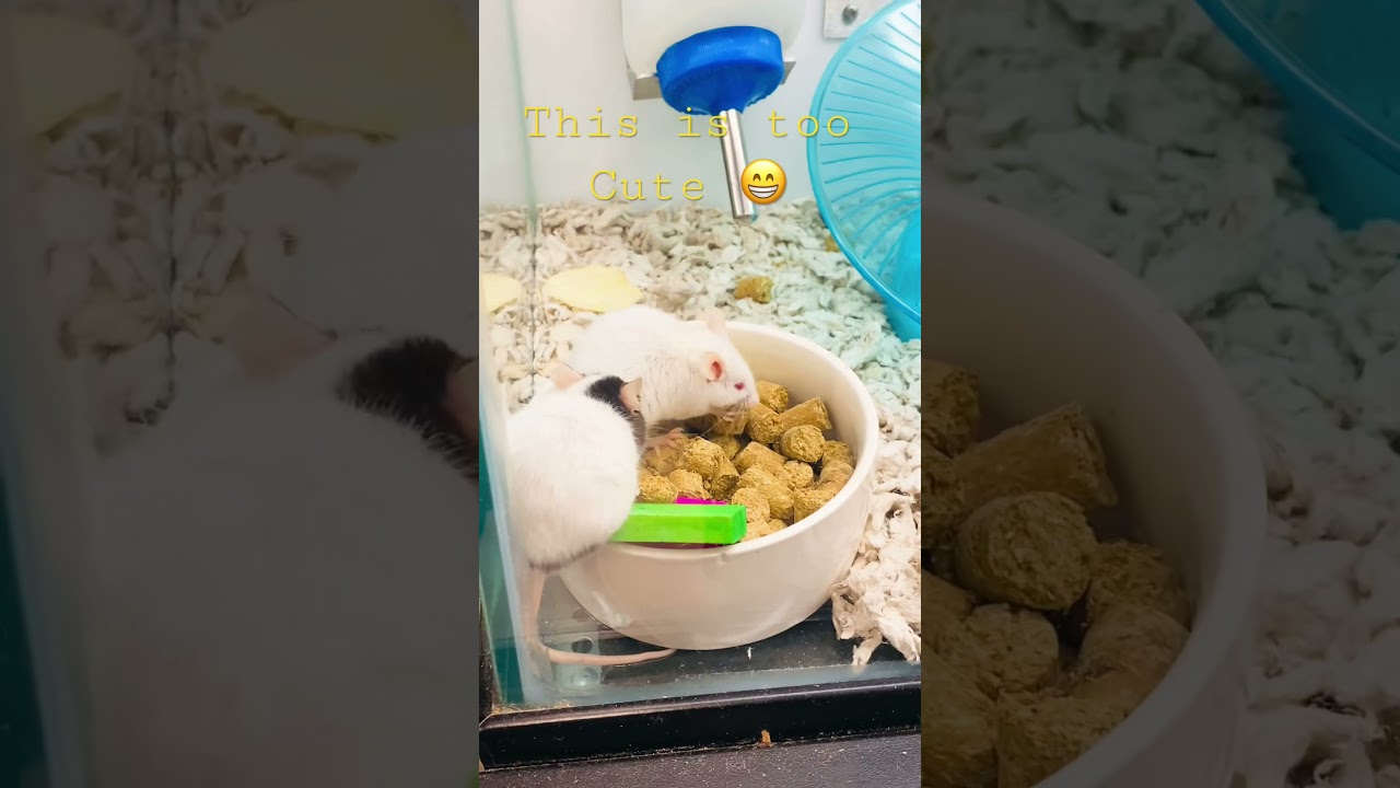 Little White Mice Having Fun at Petco | Pet Store Visit 