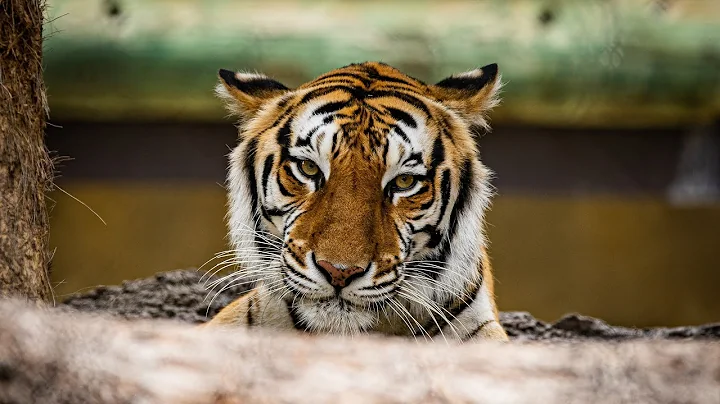Top Things to Do at Busch Gardens Tampa You Can't ...