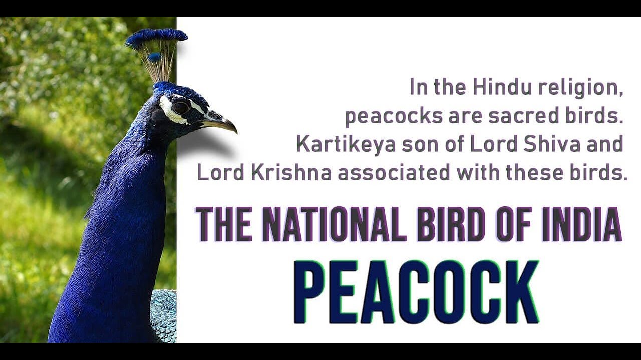 Indian National bird Peacock 